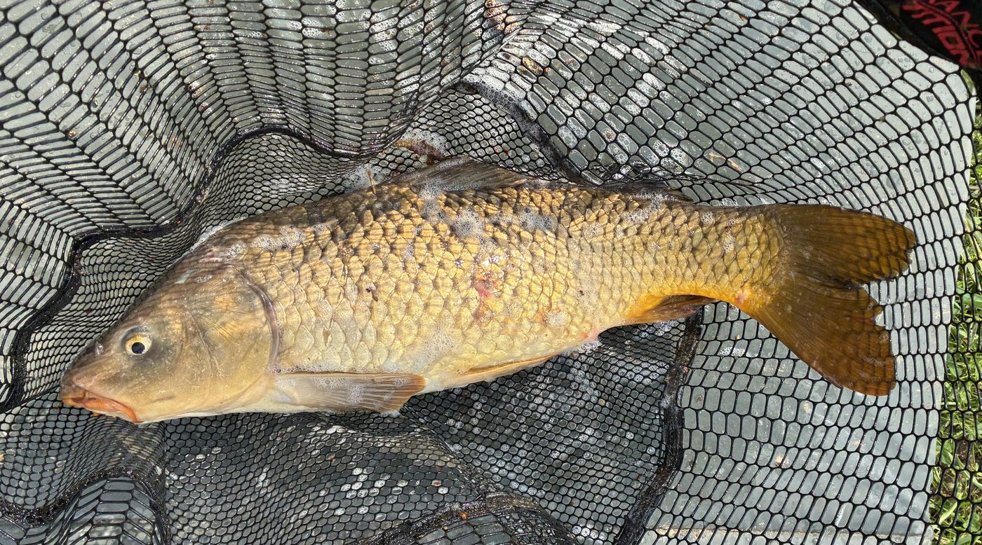 A common carp resting in a landing net on the riverbank