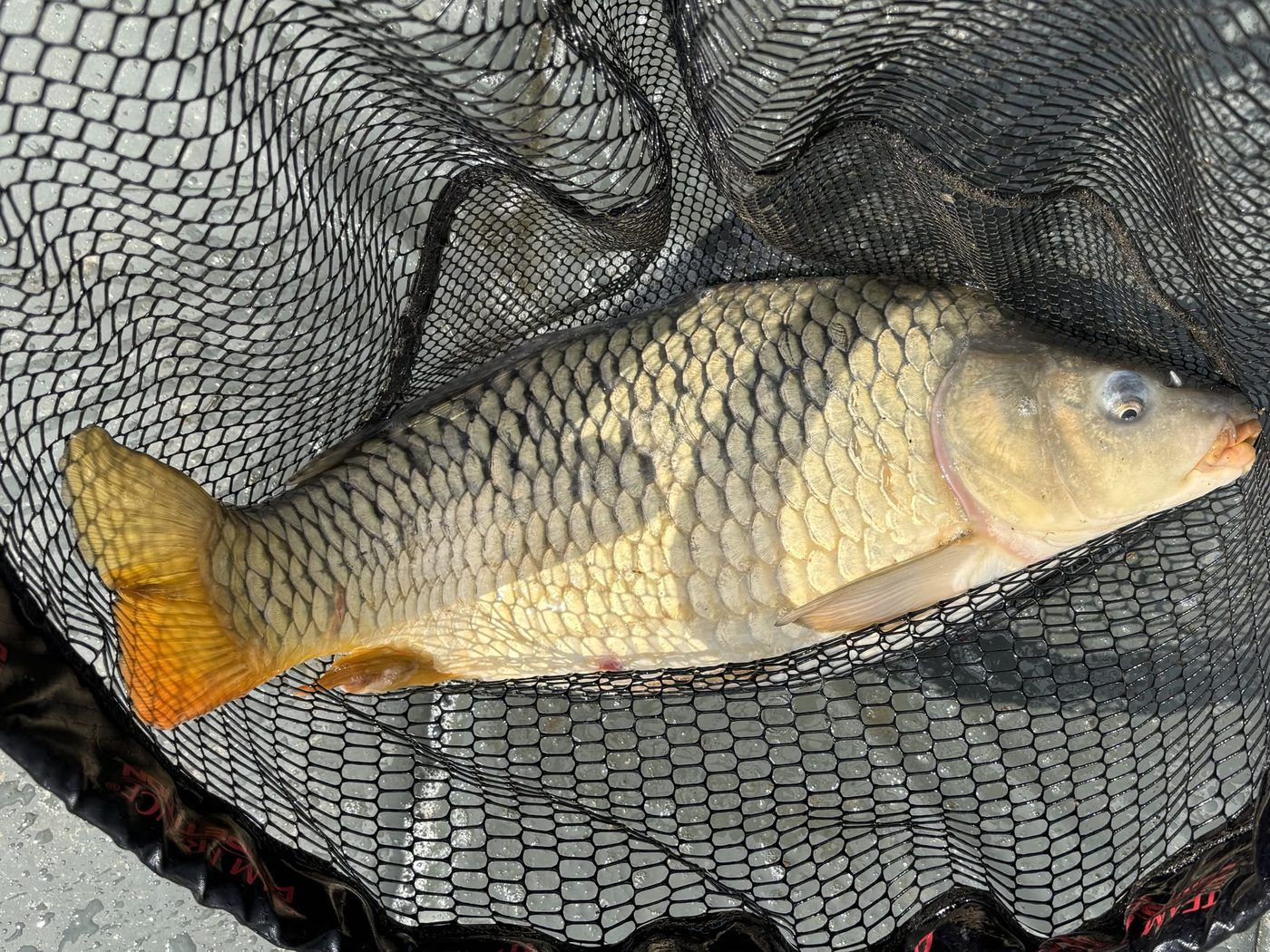 A carp held up in a landing net beside the water